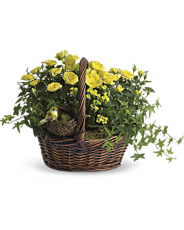 Yellow | Roses | Yellow Trio Basket | Same Day Flower Delivery by Teleflora